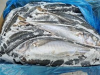 Horse Mackerel HGT