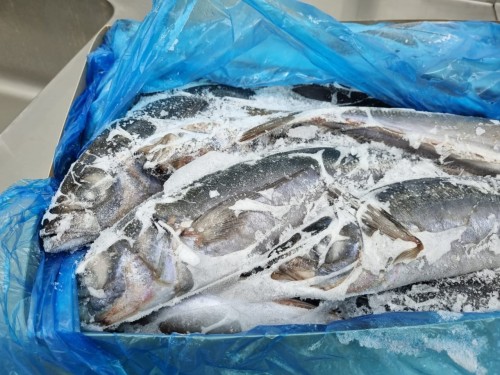 Horse Mackerel HGT