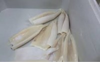 Giant Squid Fillets Tentacles