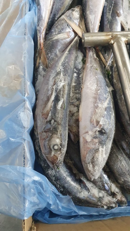 Horse Mackerel Trachurus Murphyi