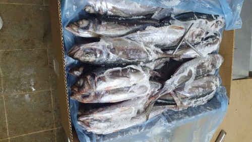 Horse Mackerel Trachurus Murphyi