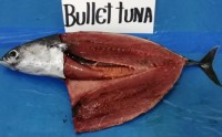 Bullet Tuna