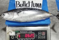 Bullet Tuna