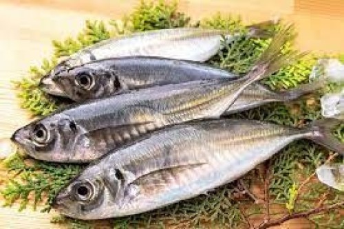 Horse Mackerel