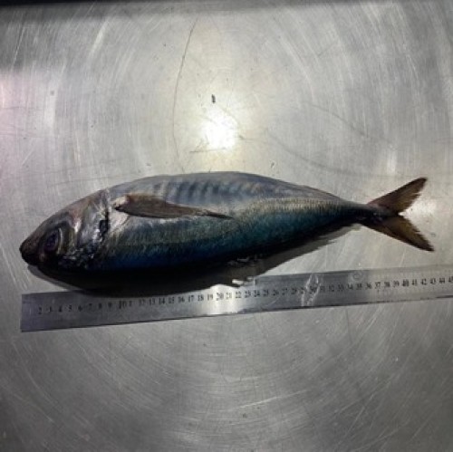 Horse Mackerel Whole Round