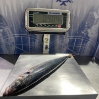 Horse Mackerel Whole Round