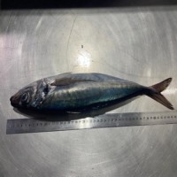 Horse Mackerel Whole Round