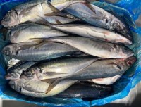 Horse Mackerel Whole Round